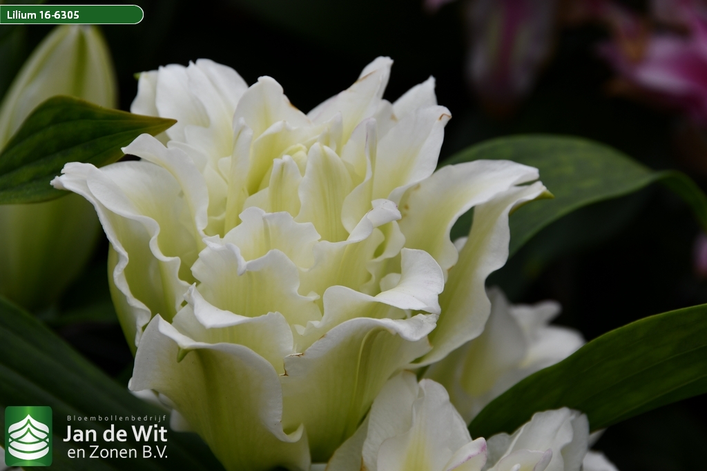 Lily test greenhouse 2021 | Pictures | Jan de Wit en Zonen B.V.